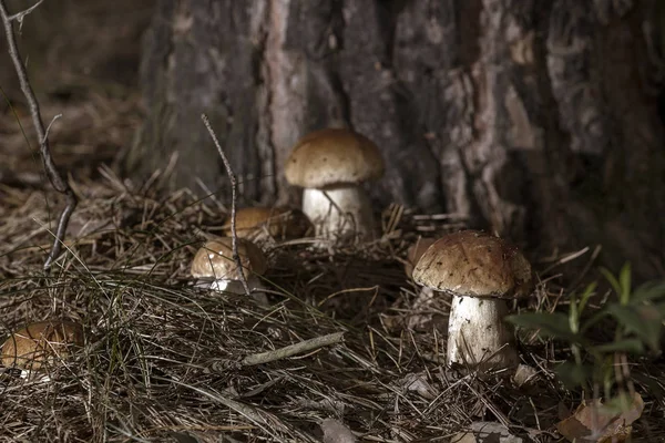 Mushrooms in the woods