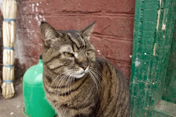 Gato sem-teto com um olho — Fotografia de Stock