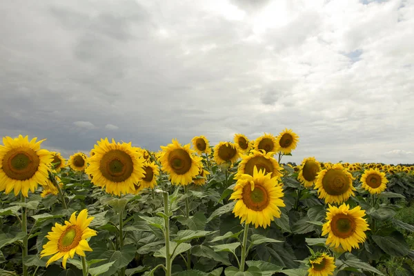 Sonnenblume auf einer Wiese mit bewölktem Himmel — Stockfoto