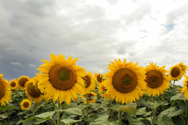 Overcast Gökyüzü ile Bir Çayır Üzerinde Ayçiçeği — Stok fotoğraf