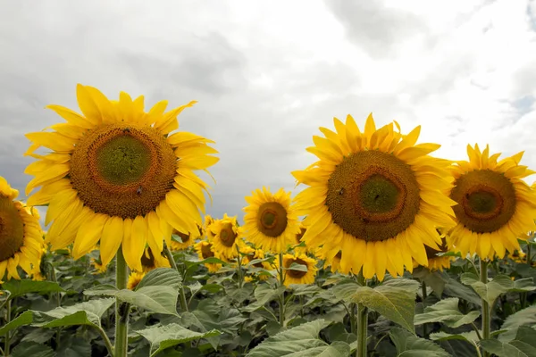 Overcast Gökyüzü ile Bir Çayır Üzerinde Ayçiçeği — Stok fotoğraf