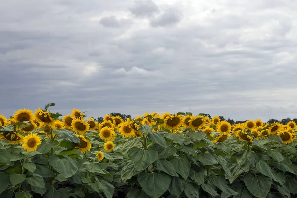 Sonnenblume auf einer Wiese mit bewölktem Himmel — Stockfoto