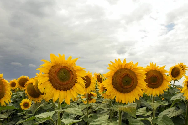 Sonnenblume auf einer Wiese mit bewölktem Himmel — Stockfoto