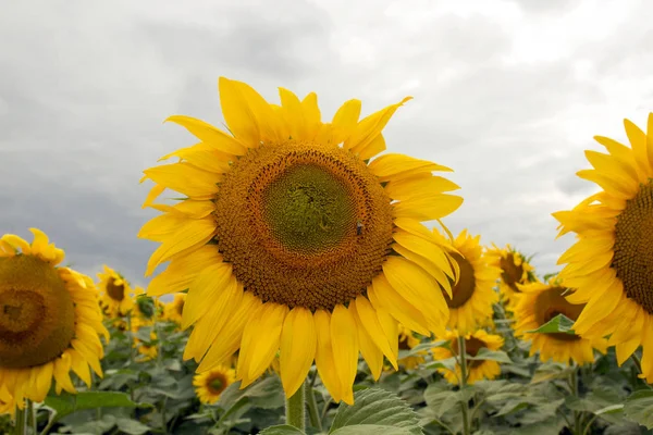 Sunflower On A Meadow With Overcast Sky — Stock Photo, Image