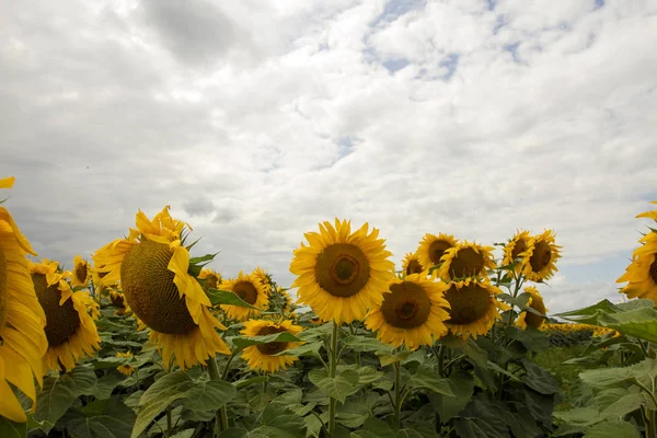 Sonnenblume auf einer Wiese mit bewölktem Himmel — Stockfoto