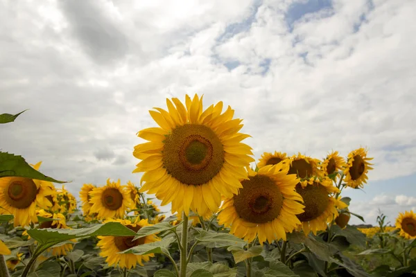 Sonnenblume auf einer Wiese mit bewölktem Himmel — Stockfoto