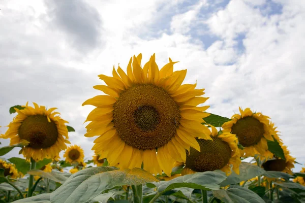 Solros på en äng med mulen himmel — Stockfoto