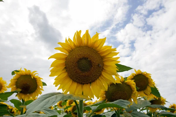 Sunflower On A Meadow With Overcast Sky — Stock Photo, Image