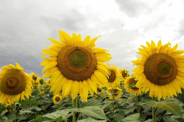 Sonnenblume auf einer Wiese mit bewölktem Himmel — Stockfoto