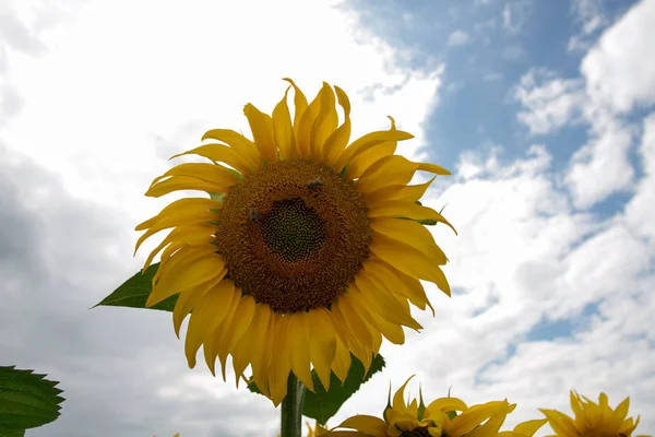 Sunflower On A Meadow With Overcast Sky — Stock Photo, Image