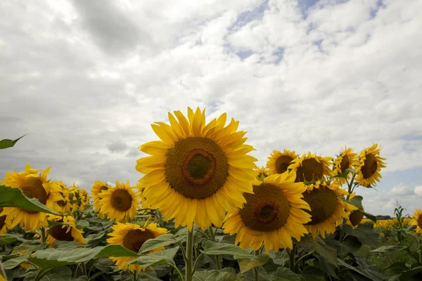 Sonnenblume auf einer Wiese mit bewölktem Himmel — Stockfoto