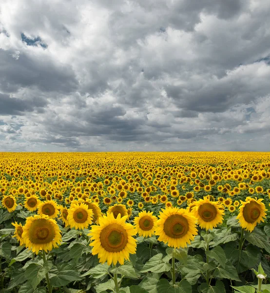 Overcast Gökyüzü ile Bir Çayır Üzerinde Ayçiçeği — Stok fotoğraf