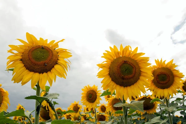 Sunflower On A Meadow With Overcast Sky — Stock Photo, Image