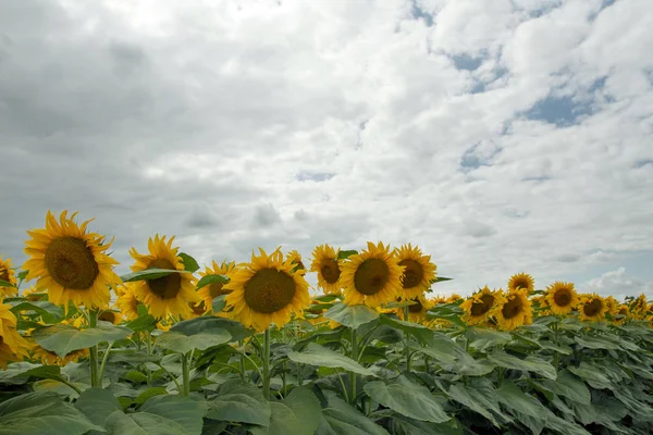 Girassol em um prado com céu nublado — Fotografia de Stock