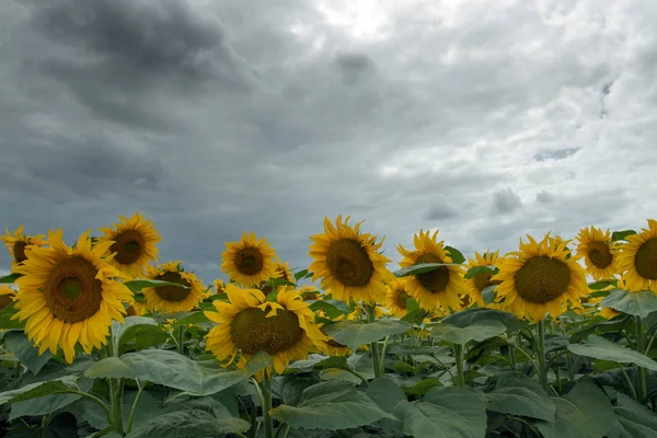 Solros på en äng med mulen himmel — Stockfoto