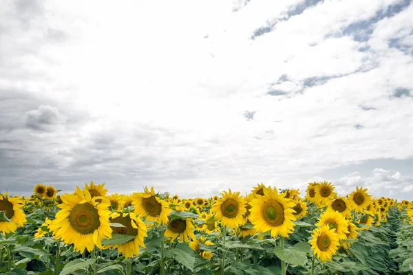 Girassol em um prado com céu nublado — Fotografia de Stock