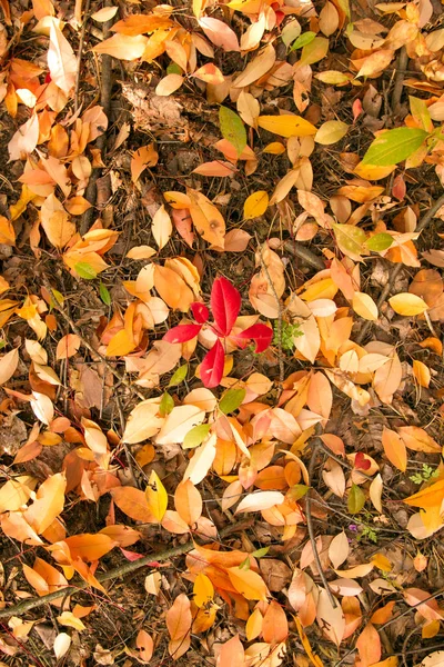 Гарний килим для листя — стокове фото