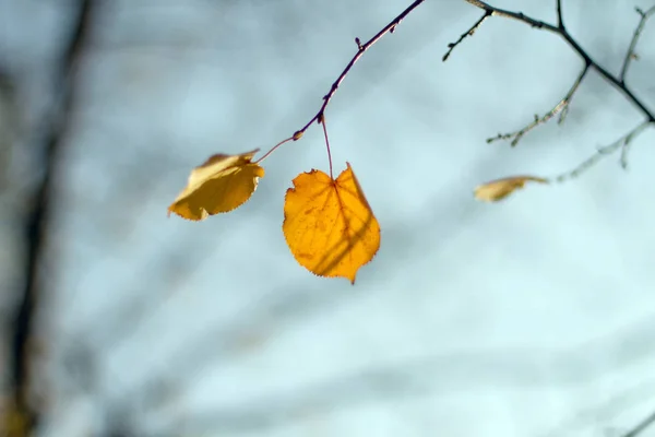 Einsames orangefarbenes Blatt auf dem Ast — Stockfoto