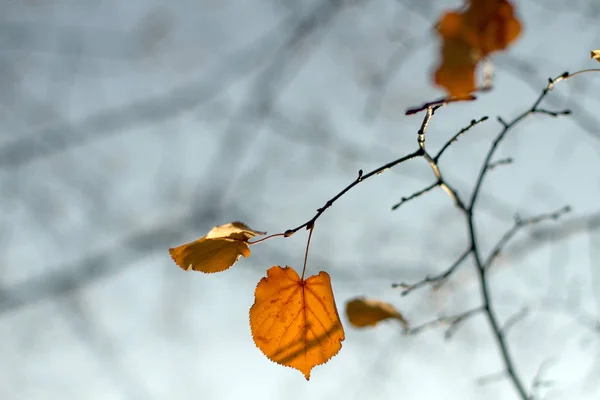 Osamělý oranžový list na větvi — Stock fotografie