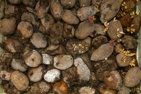 Купа гнилих відходів картоплі — стокове фото