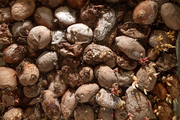 Stapel rottend aardappelafval — Stockfoto