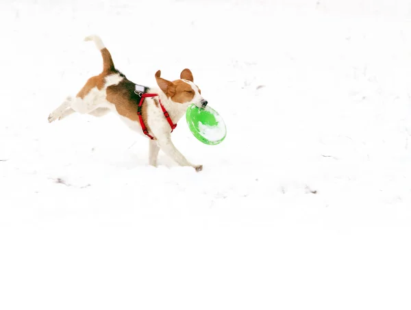 Perro sabueso feliz están corriendo al aire libre en nieve blanca —  Fotos de Stock