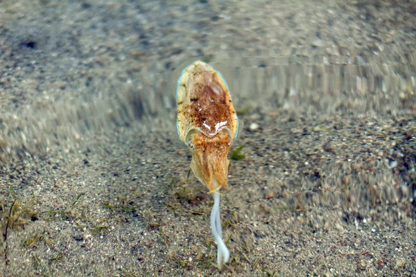 La seiche de mer nage dans l'eau — Photo
