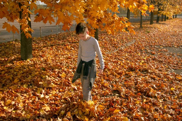 秋の公園の少年 — ストック写真