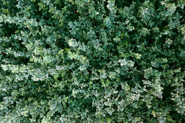 Antecedentes Com Grama Verde Conceito Natureza Plantas Chão Tapete Verde — Fotografia de Stock