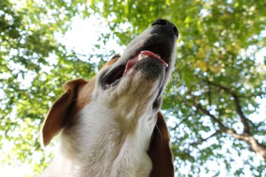 Aşağıdan komik bir köpek. Alt manzara. Dilli mutlu hayvan.