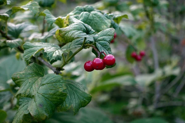 庭の屋外の緑の植物に赤い果実 — ストック写真