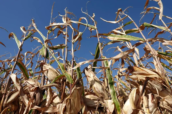 Corn field with blue sky. Yellow old corn plants and blue clean sky