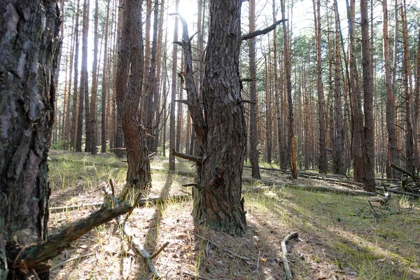 Des Pins Forêt Épinette Pins Par Temps Chaud Ensoleillé Air — Photo