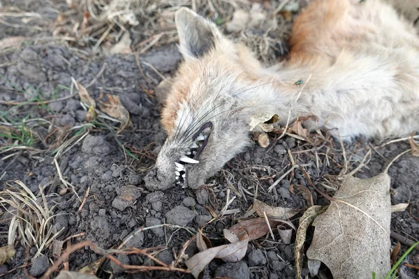 Orman Yangınından Sonra Ölü Hayvan Tilkisi Yanmış Toprak Sonbahar Bahar — Stok fotoğraf