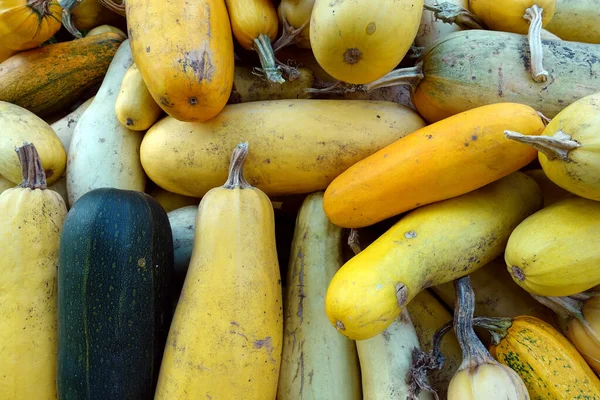 Bunch Zucchini Lying Ground Auumn Harvest — Stock Photo, Image