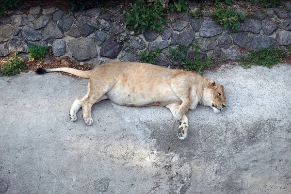 Feliz Leona Bien Alimentada Teniendo Resto Leona Completa Está Durmiendo — Foto de Stock