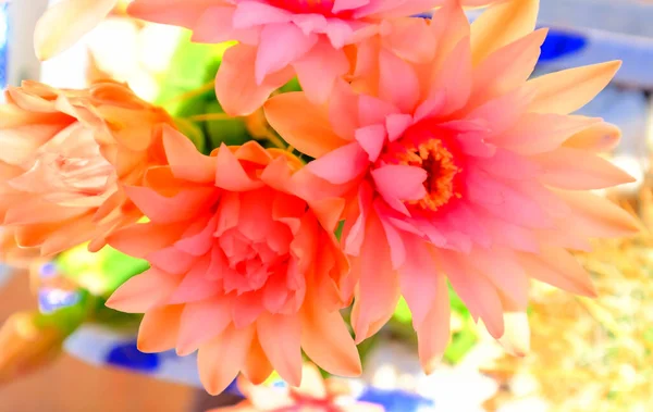 Güzel kaktüsler, sıcak yaz günleri