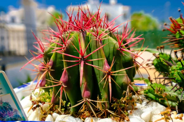 Nadir kaktüs türleri, botanik bahçesi, İspanya, nadir türler.