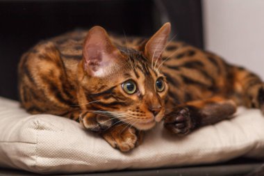 bir sandalyenin üstüne bir Bengal kedi yavru kedi bırakır