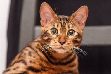 bir sandalyenin üstüne bir Bengal kedi yavru kedi bırakır