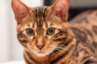 bir sandalyenin üstüne bir Bengal kedi yavru kedi bırakır