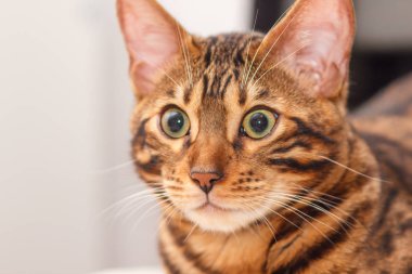 bir sandalyenin üstüne bir Bengal kedi yavru kedi bırakır