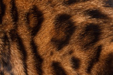 Bengal kedi cilt, yakın çekim