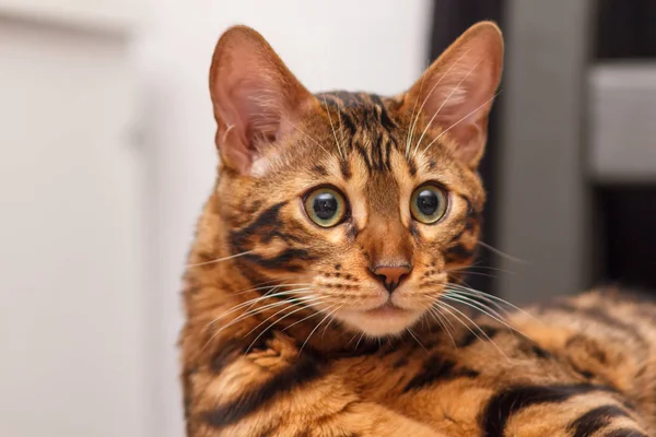 bir sandalyenin üstüne bir Bengal kedi yavru kedi bırakır