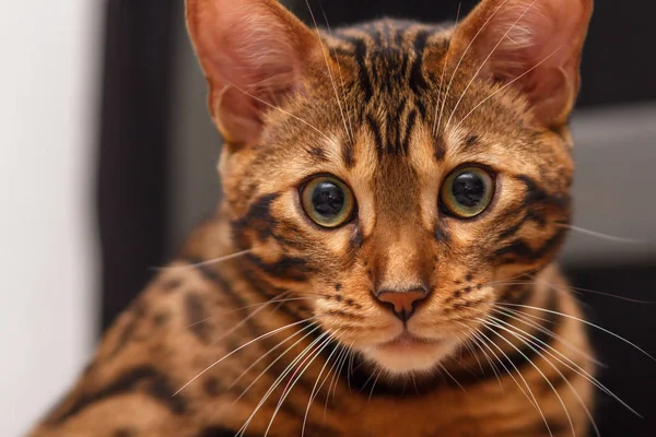 bir sandalyenin üstüne bir Bengal kedi yavru kedi bırakır