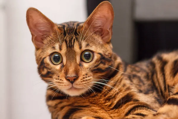 bir sandalyenin üstüne bir Bengal kedi yavru kedi bırakır