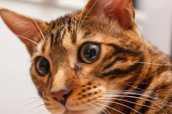 bir sandalyenin üstüne bir Bengal kedi yavru kedi bırakır