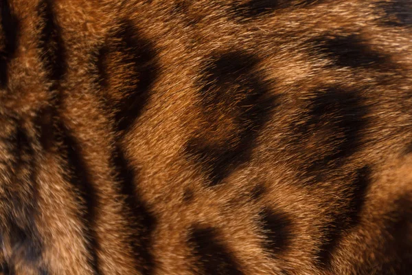 Bengal kedi cilt, yakın çekim