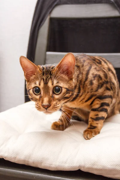 bir sandalyenin üstüne bir Bengal kedi yavru kedi bırakır