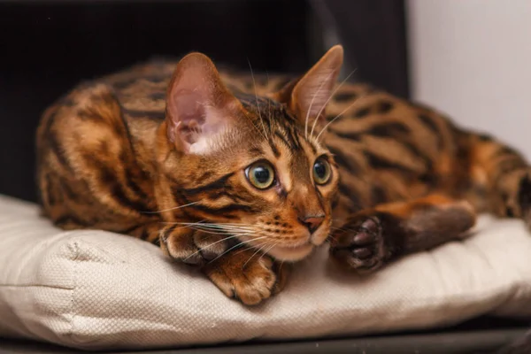 Gatinho Gato Bengala Põe Uma Cadeira Imagens De Bancos De Imagens